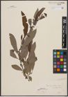 Foto von Salix appendiculata Vill.